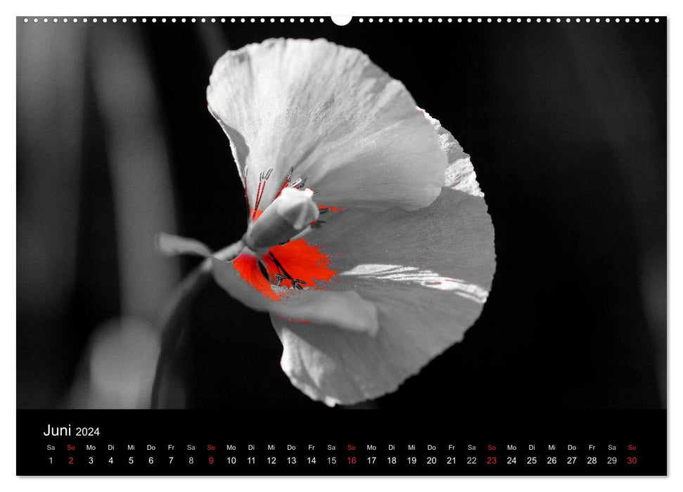 schwarz/weiß trifft farbe (CALVENDO Premium Wandkalender 2024)