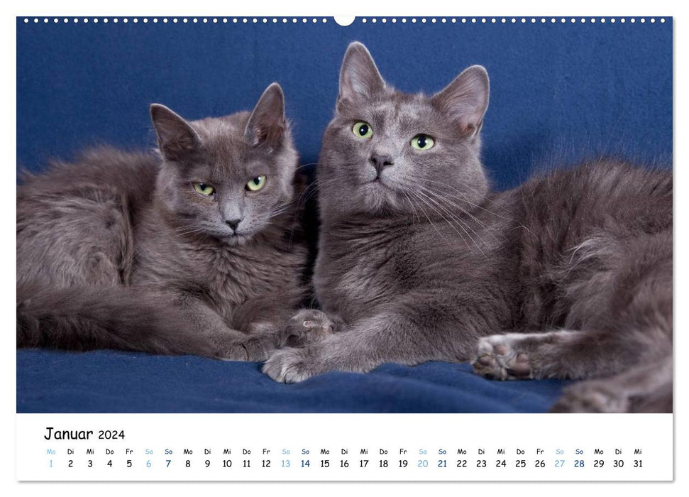 Nebelung Katzen (CALVENDO Premium Wandkalender 2024)
