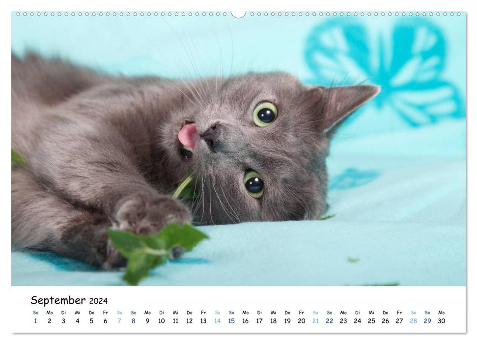 Nebelung Cats (CALVENDO Premium Wall Calendar 2024) 