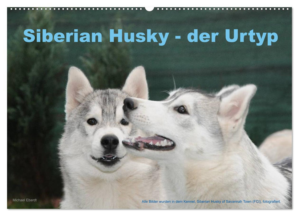 Siberian Husky - der Urtyp (CALVENDO Wandkalender 2024)