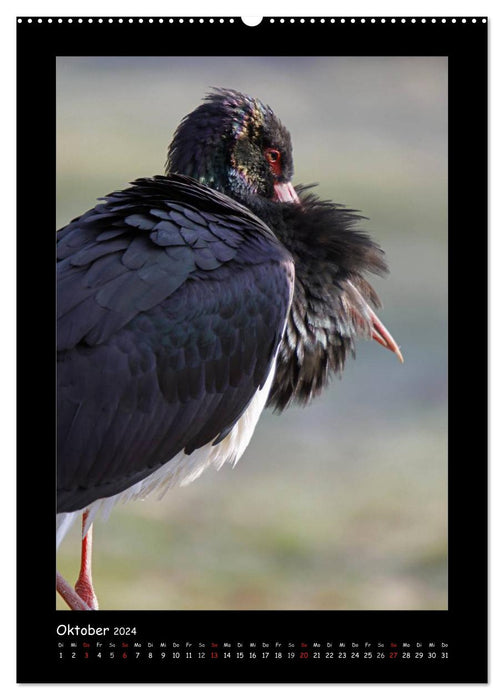 Black Storks (CALVENDO Premium Wall Calendar 2024) 