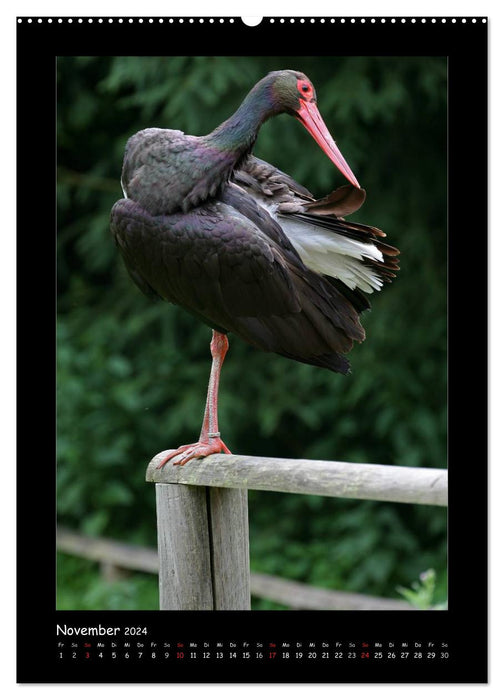 Black Storks (CALVENDO Premium Wall Calendar 2024) 