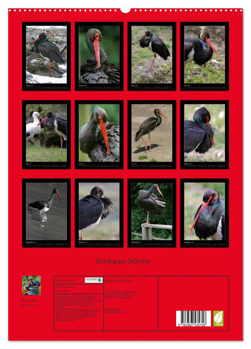 Black Storks (CALVENDO Premium Wall Calendar 2024) 