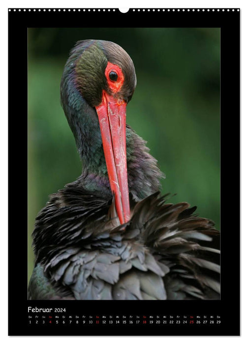 Black Storks (CALVENDO Premium Wall Calendar 2024) 