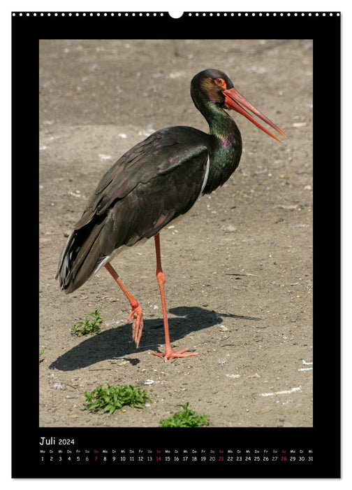 Black Storks (CALVENDO Premium Wall Calendar 2024) 