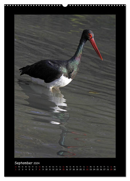 Black Storks (CALVENDO Premium Wall Calendar 2024) 