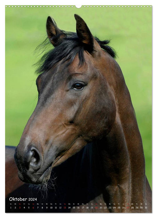 Horse personalities - expressive faces of different horse breeds (CALVENDO Premium Wall Calendar 2024) 