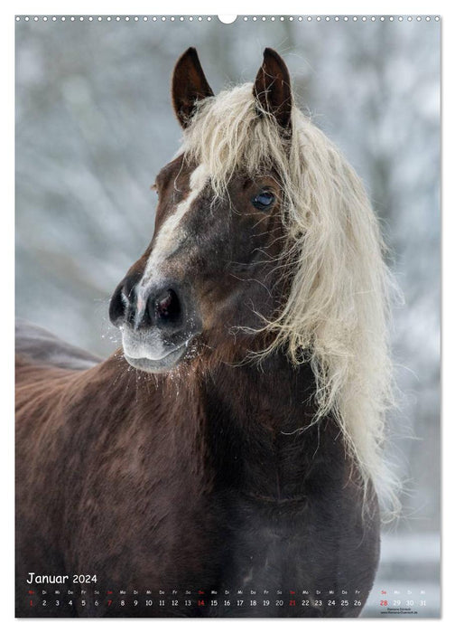 Pferde-Persönlichkeiten - ausdrucksstarke Gesichter verschiedener Pferderassen (CALVENDO Premium Wandkalender 2024)
