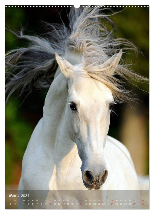 Horse personalities - expressive faces of different horse breeds (CALVENDO Premium Wall Calendar 2024) 