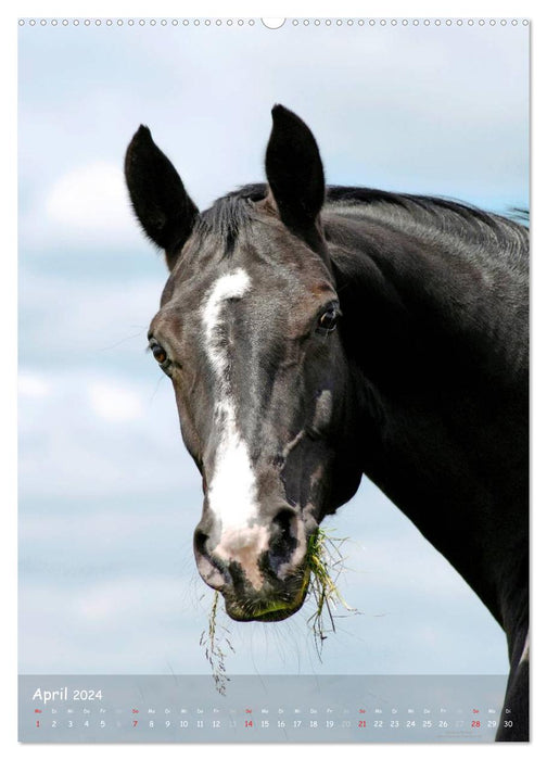 Horse personalities - expressive faces of different horse breeds (CALVENDO Premium Wall Calendar 2024) 