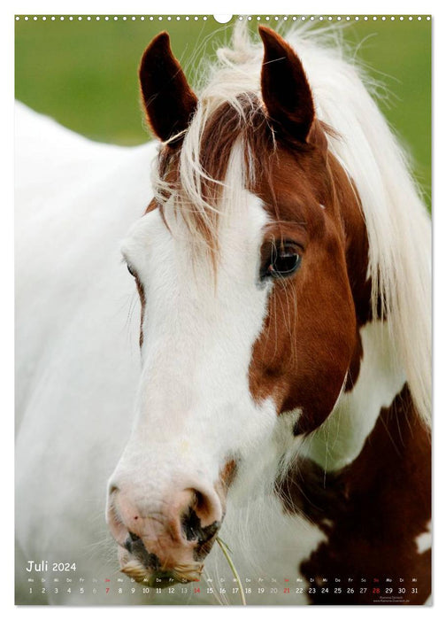 Horse personalities - expressive faces of different horse breeds (CALVENDO Premium Wall Calendar 2024) 