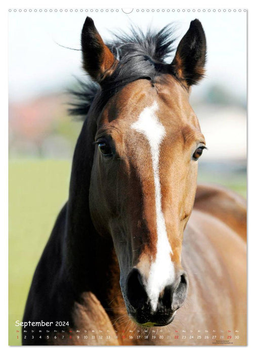 Horse personalities - expressive faces of different horse breeds (CALVENDO Premium Wall Calendar 2024) 