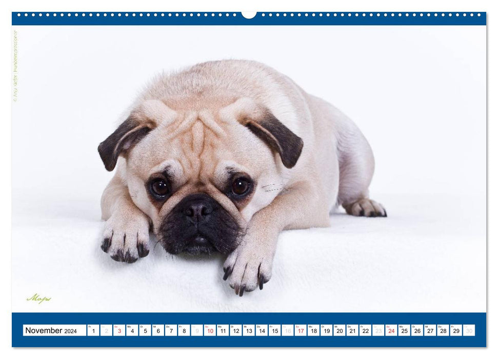 Charity for Dogs - der Kalender zum Wohle unserer Hunde (CALVENDO Wandkalender 2024)