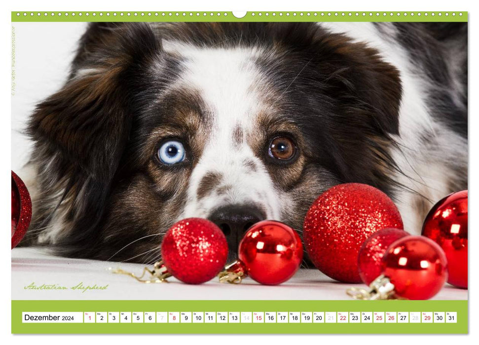 Charity for Dogs - der Kalender zum Wohle unserer Hunde (CALVENDO Wandkalender 2024)