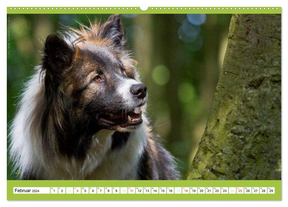 Charity for Dogs - der Kalender zum Wohle unserer Hunde (CALVENDO Wandkalender 2024)