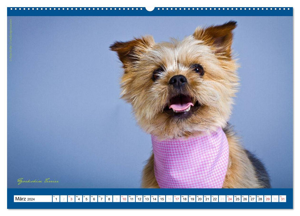 Charity for Dogs - le calendrier au profit de nos chiens (calendrier mural CALVENDO 2024) 