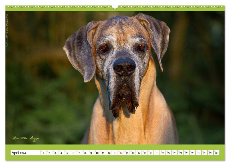 Charity for Dogs - der Kalender zum Wohle unserer Hunde (CALVENDO Wandkalender 2024)