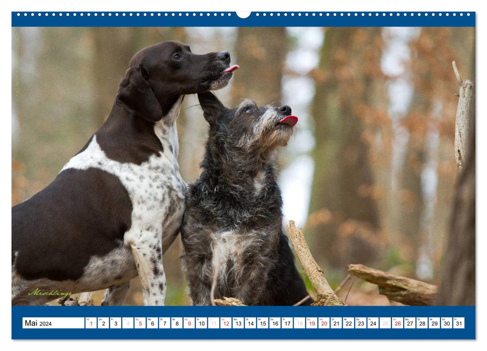 Charity for Dogs - der Kalender zum Wohle unserer Hunde (CALVENDO Wandkalender 2024)