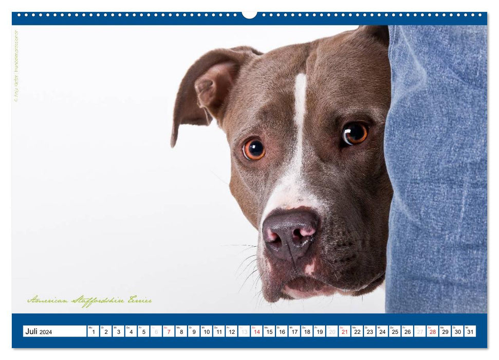 Charity for Dogs - le calendrier au profit de nos chiens (calendrier mural CALVENDO 2024) 