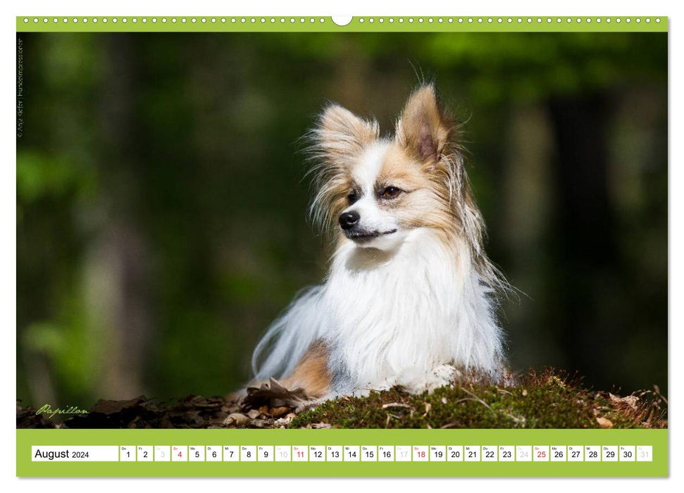 Charity for Dogs - der Kalender zum Wohle unserer Hunde (CALVENDO Wandkalender 2024)