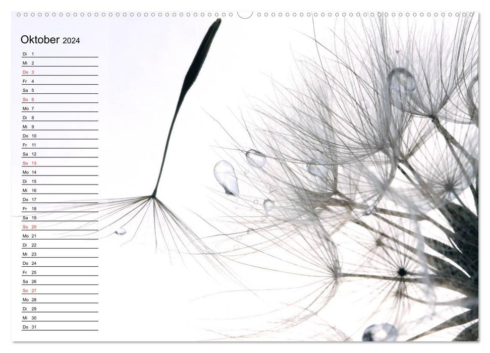 Filigrane Pusteblumen / Geburtstagskalender (CALVENDO Wandkalender 2024)