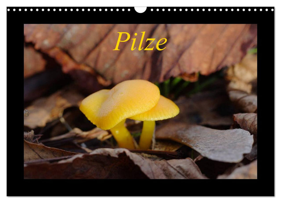 Pilze (CALVENDO Wandkalender 2024)