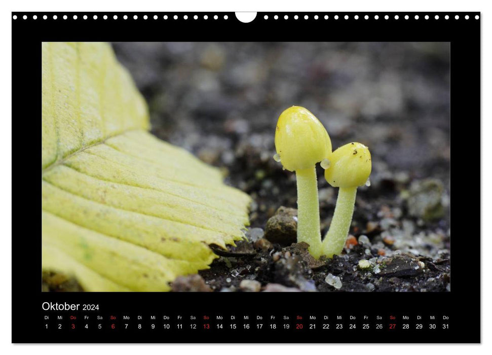 Mushrooms (CALVENDO wall calendar 2024) 