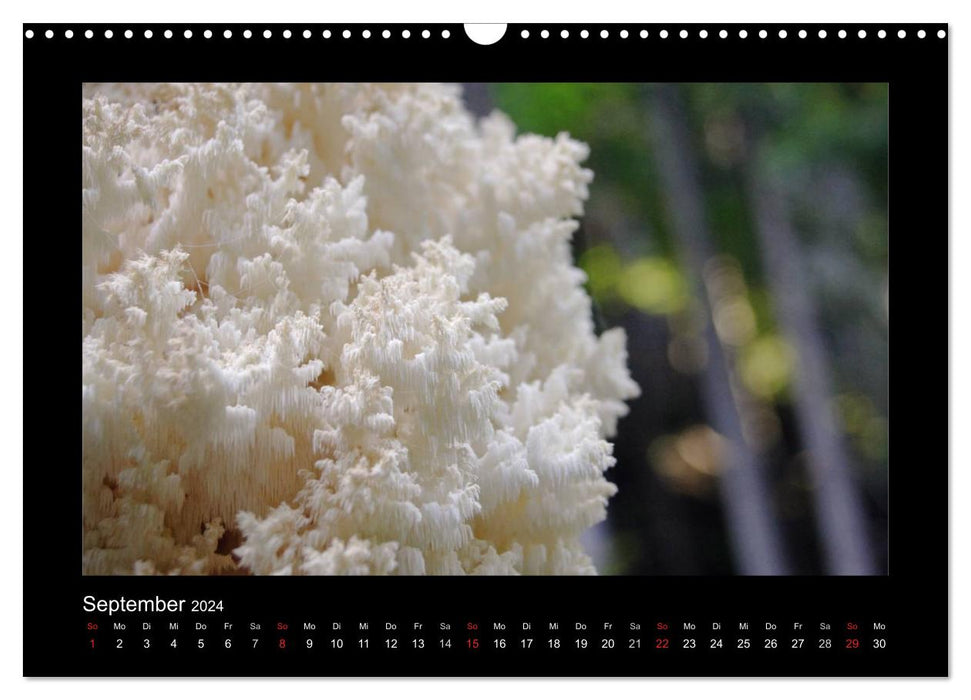 Mushrooms (CALVENDO wall calendar 2024) 