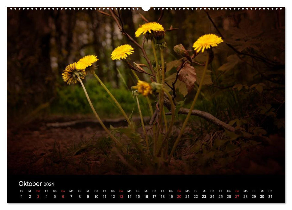 Dandelion - The Little Suns (CALVENDO Premium Wall Calendar 2024) 
