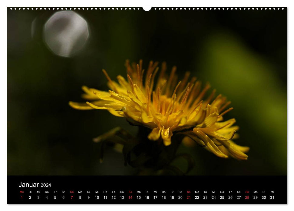 Dandelion - The Little Suns (CALVENDO Premium Wall Calendar 2024) 