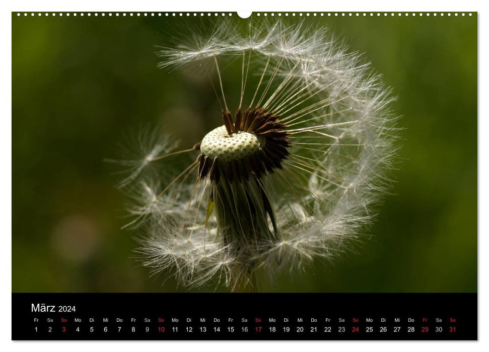 Dandelion - The Little Suns (CALVENDO Premium Wall Calendar 2024) 