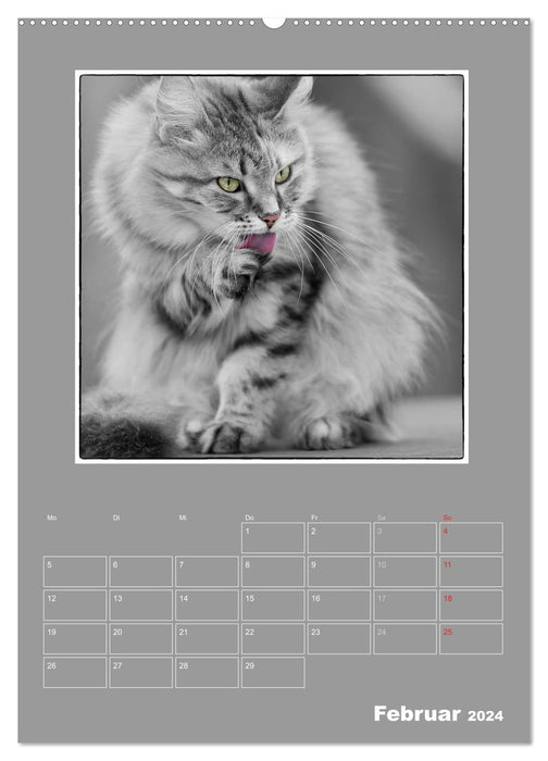 Katzen Blues / Planer (CALVENDO Premium Wandkalender 2024)