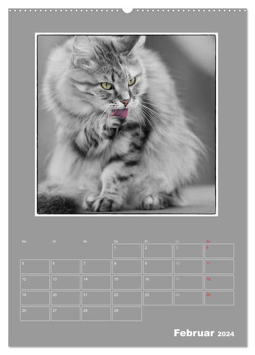 Cat Blues / Planificateur (Calvendo Premium Wall Calendar 2024) 