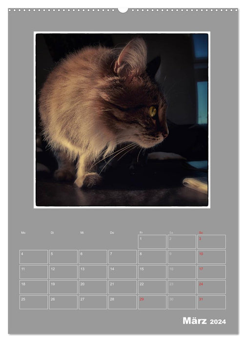 Cat Blues / Planificateur (Calvendo Premium Wall Calendar 2024) 