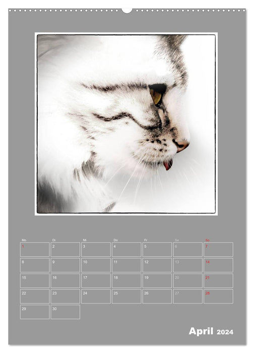 Katzen Blues / Planer (CALVENDO Premium Wandkalender 2024)