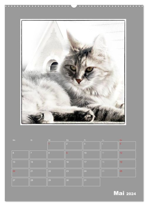 Katzen Blues / Planer (CALVENDO Premium Wandkalender 2024)