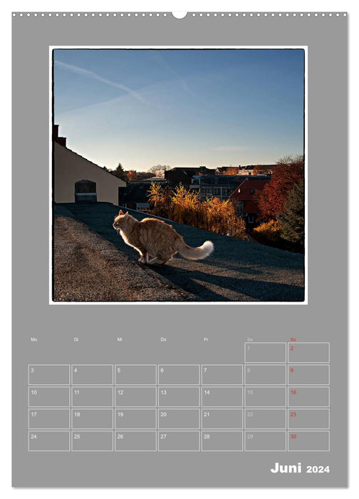 Cat Blues / Planificateur (Calvendo Premium Wall Calendar 2024) 