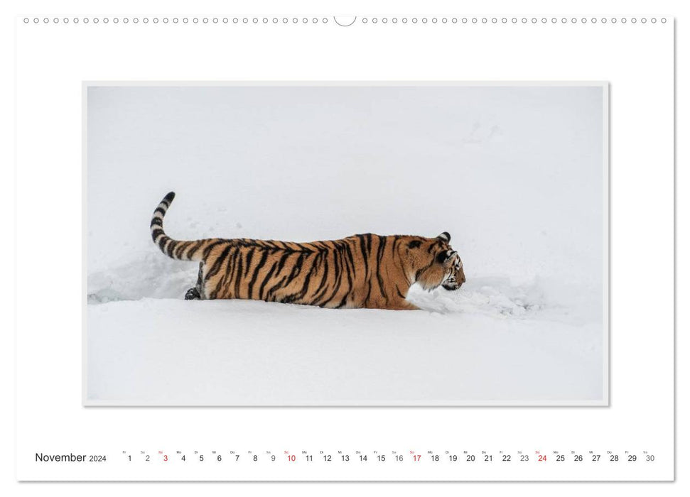 Emotional moments: Tiger - power &amp; beauty. (CALVENDO Premium Wall Calendar 2024) 