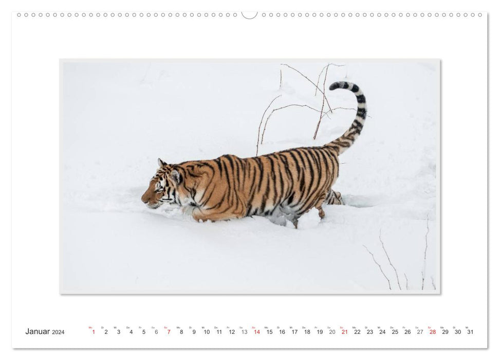 Moments d'émotion : Tigre - puissance et beauté. (Calendrier mural CALVENDO Premium 2024) 