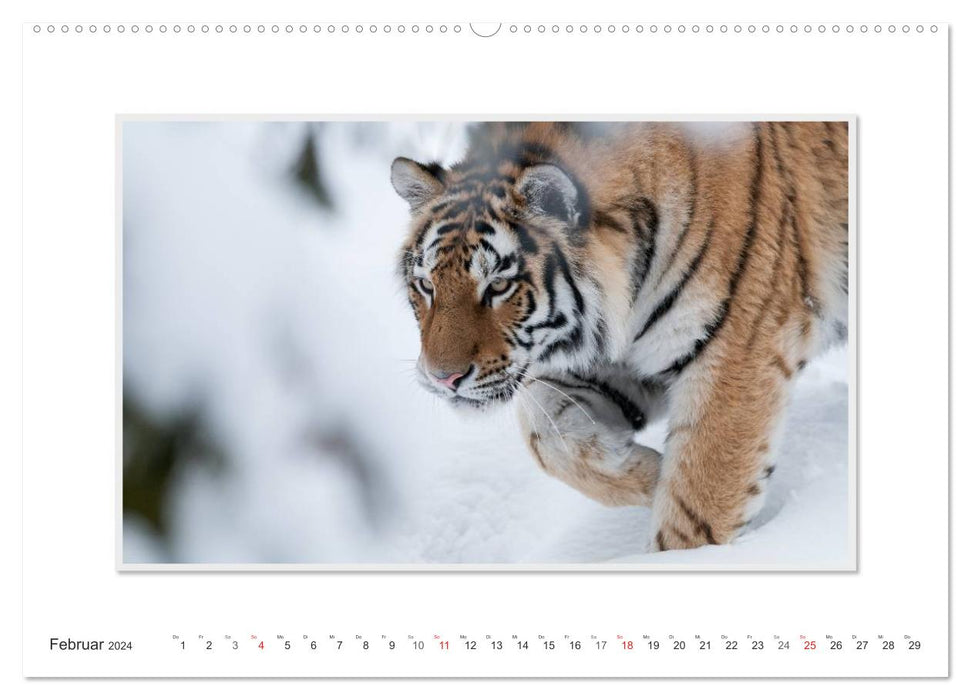 Moments d'émotion : Tigre - puissance et beauté. (Calendrier mural CALVENDO Premium 2024) 