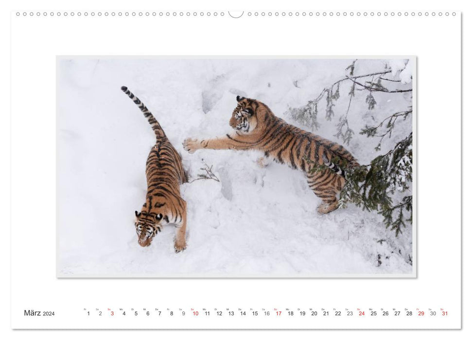 Moments d'émotion : Tigre - puissance et beauté. (Calendrier mural CALVENDO Premium 2024) 