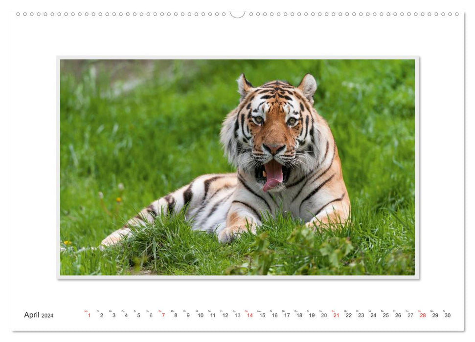 Moments d'émotion : Tigre - puissance et beauté. (Calendrier mural CALVENDO Premium 2024) 