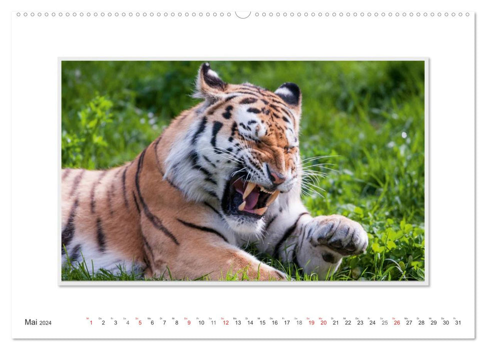 Moments d'émotion : Tigre - puissance et beauté. (Calendrier mural CALVENDO Premium 2024) 