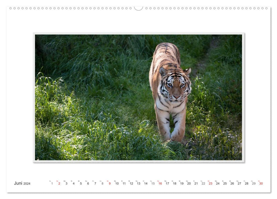 Moments d'émotion : Tigre - puissance et beauté. (Calendrier mural CALVENDO Premium 2024) 