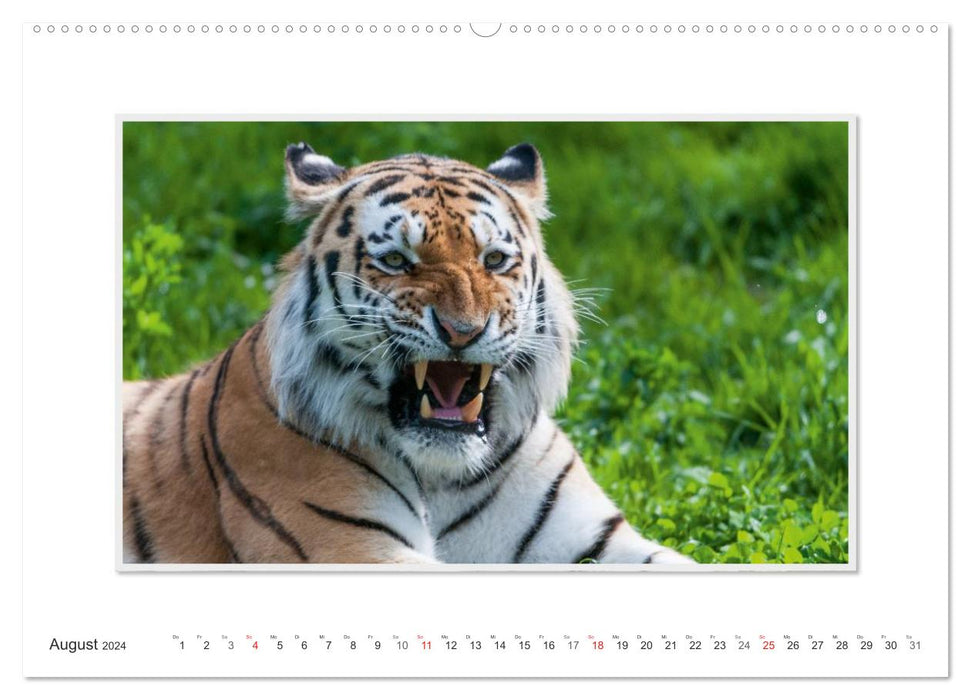 Moments d'émotion : Tigre - puissance et beauté. (Calendrier mural CALVENDO Premium 2024) 
