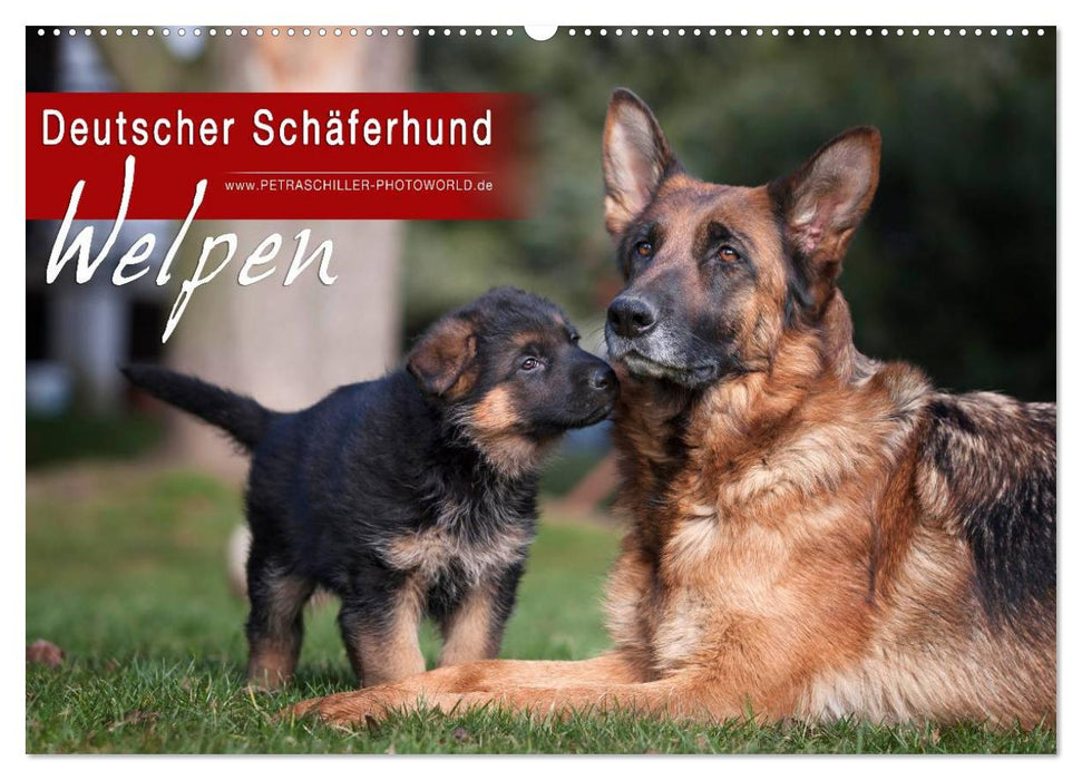 Chien de berger allemand – Chiots (calendrier mural CALVENDO 2024) 