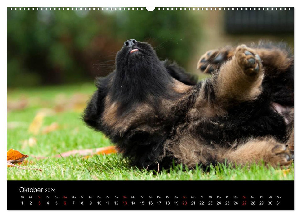 Chien de berger allemand – Chiots (calendrier mural CALVENDO 2024) 