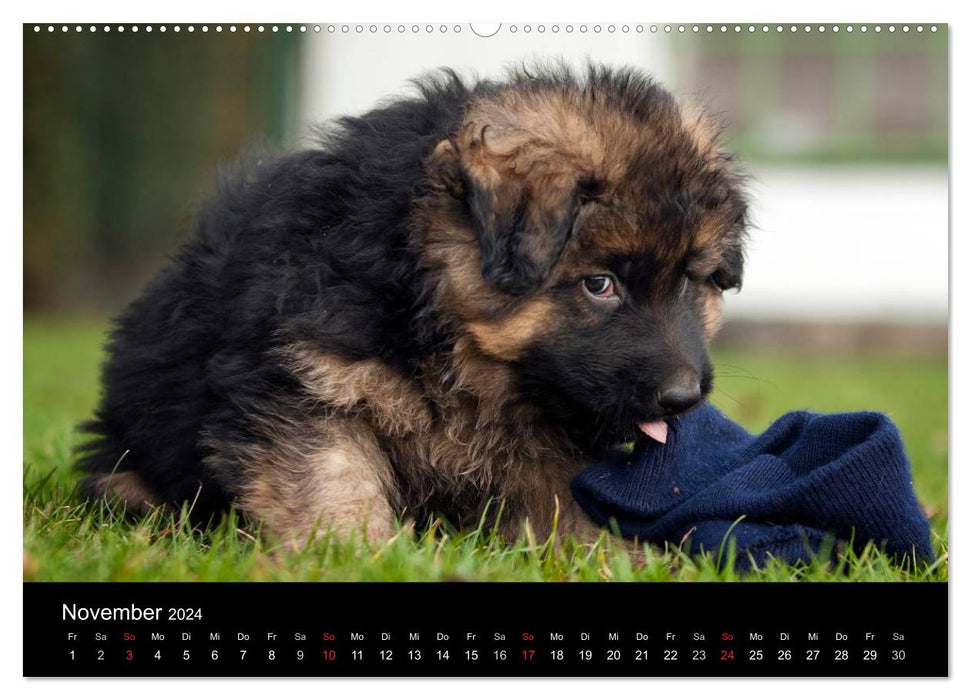 Deutscher Schäferhund - Welpen (CALVENDO Wandkalender 2024)