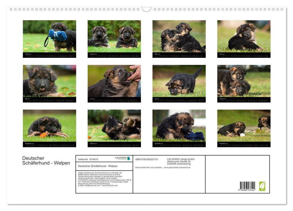 Chien de berger allemand – Chiots (calendrier mural CALVENDO 2024) 