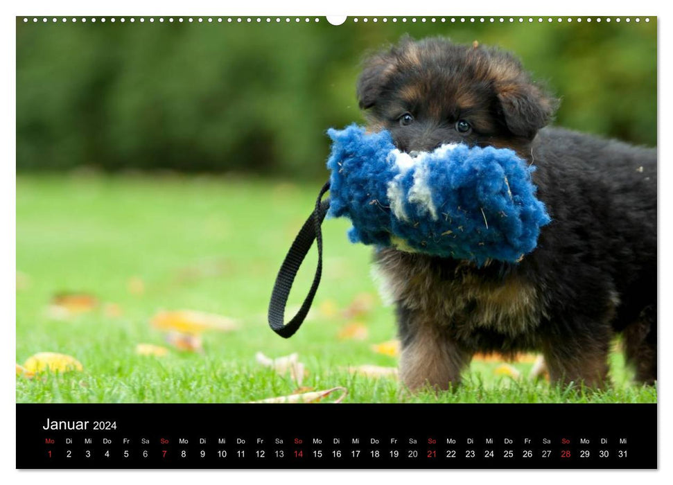 Deutscher Schäferhund - Welpen (CALVENDO Wandkalender 2024)